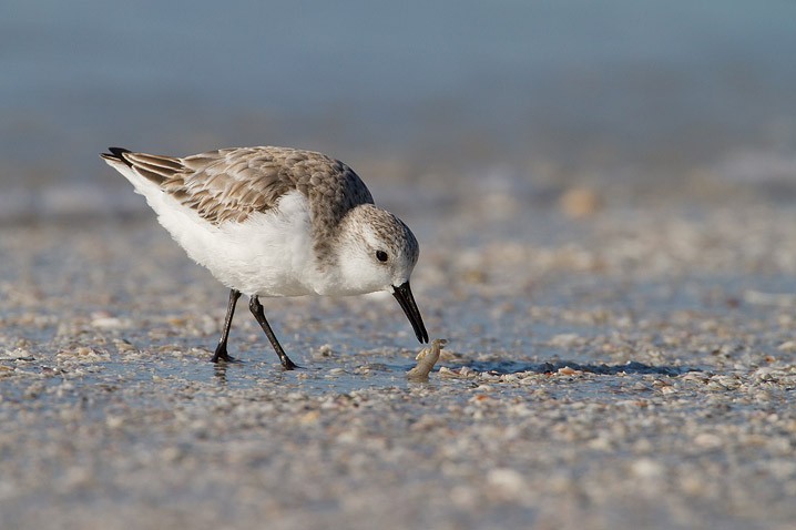 Sanderling Calidris alba Sanderling